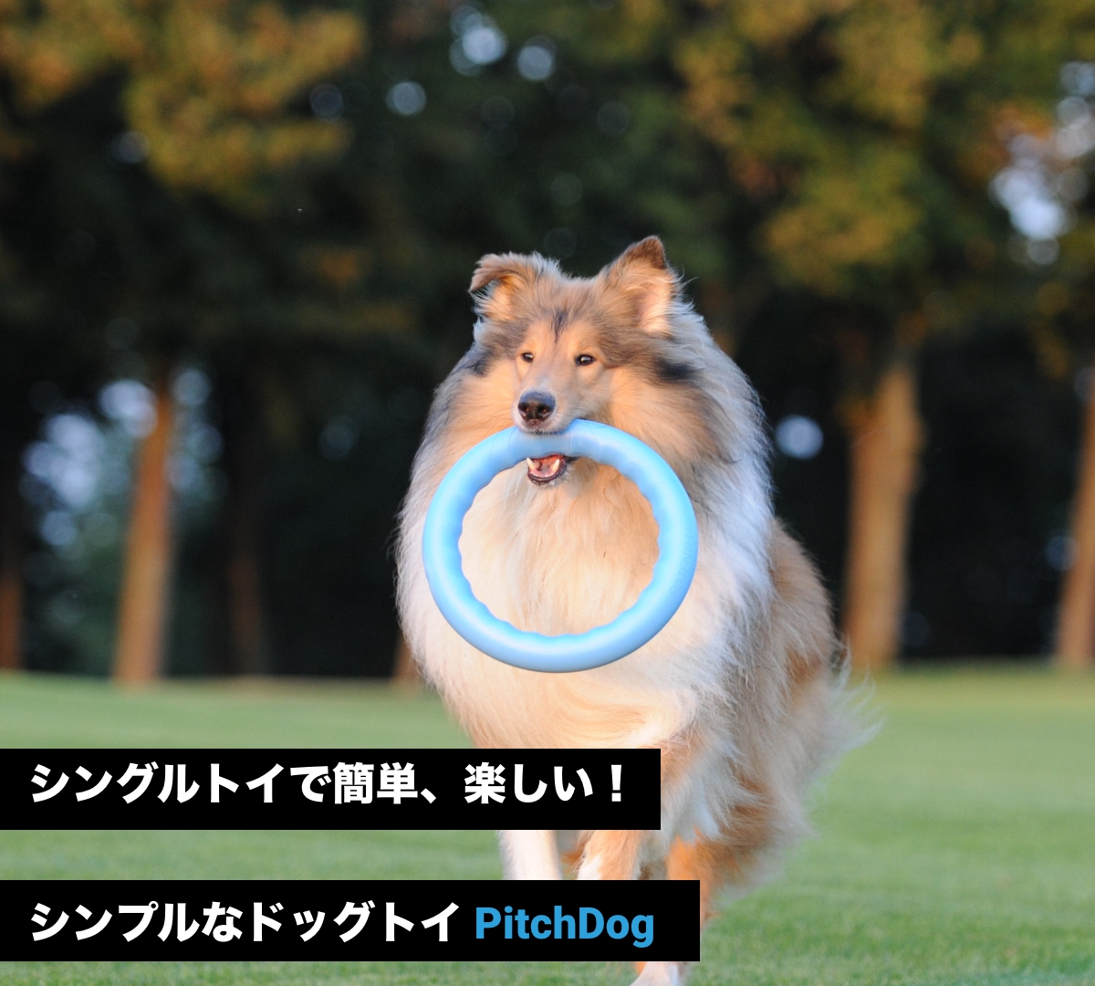 Pitch Dog